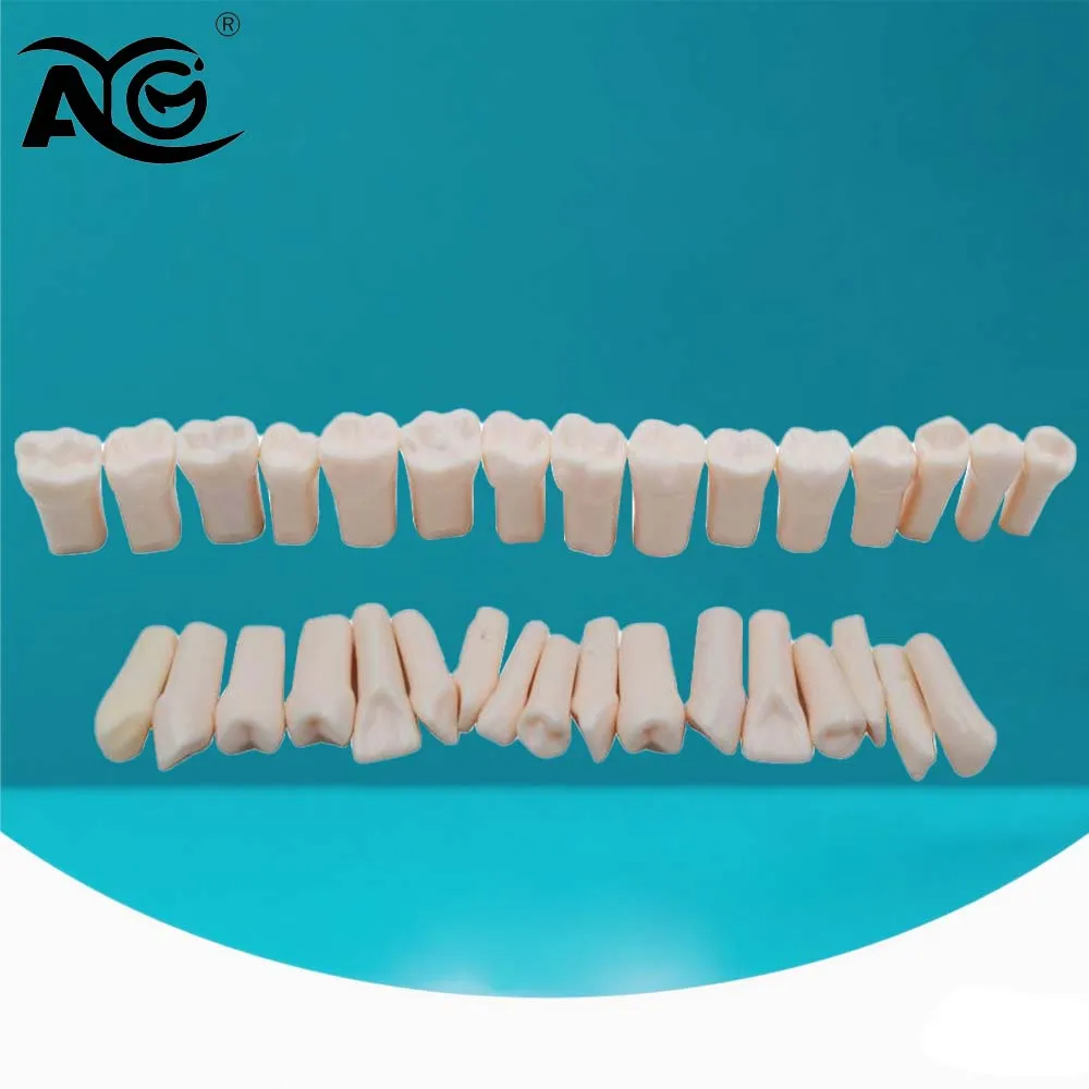 AG 28Pcs/32Pcs Dental Teeth Model Replacement Typodont Screw-in Teeth fit Models Resin Denture Removeable Dentist Training