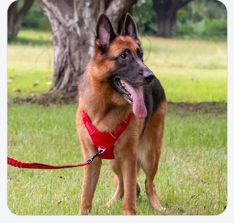 Arnés para perros transpirable y reflectante para actividades_voghion.com