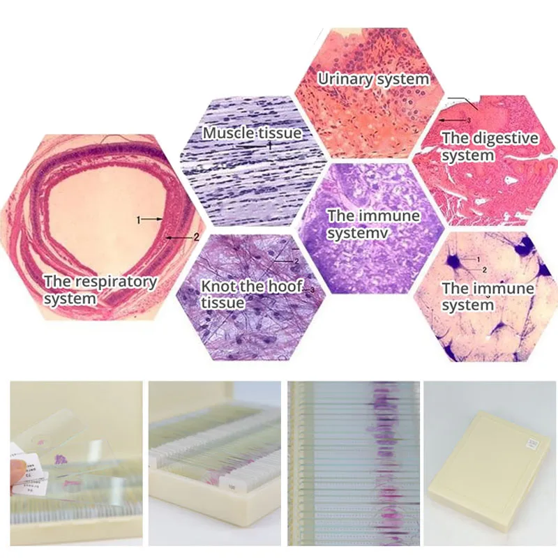 

Educational Equipment Export Standard 100pcs Meidical Human Histology Prepared Slides for Microscope