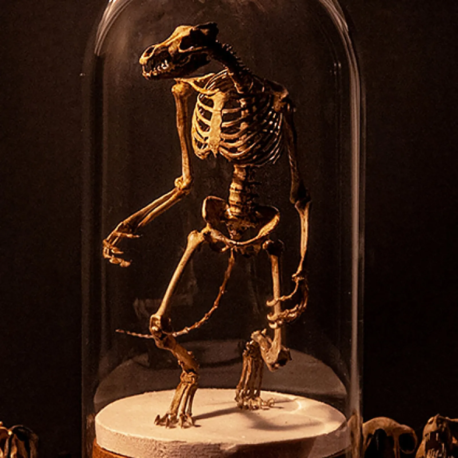 Wendigo Skeleton Curiosity Cabinet Mysterious Fossil Simulation Skull Model Glass Cover Crafts Desk Figurine Home Decor | Дом и сад