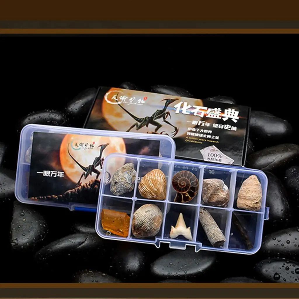 

10pcs Natural Fossils Collection Natural Toy Exploration Games