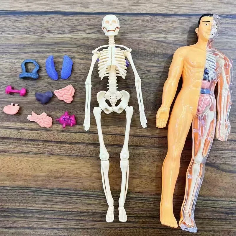 3D Human Body Anatomy Model Children Plastic Diy Skeleton Science Early Learning Aids Educational Toys Detachable Bone Models