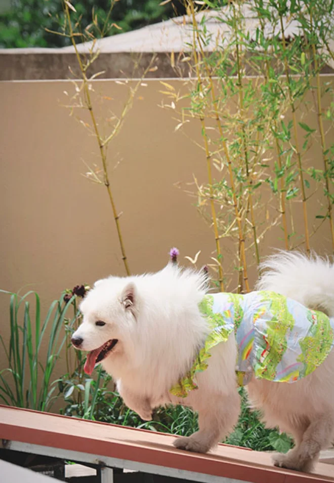 Summer Flower Cute Cat and Dog Clothes - PeticaDeals