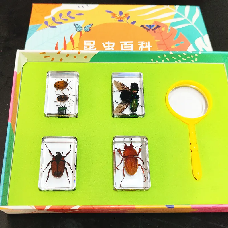 Real Insect Resin Specimen Stag Beetle Locust Crab Scarab Bee Spider Teaching Collection Children's Cognition,insect specimens