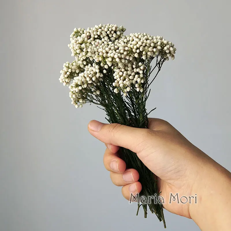 Elegant Preserved Rice Flower for Home and Office Decor – Ideal for DIY Crafts and Handmade Candle Projects