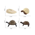 Life Cycle Set F