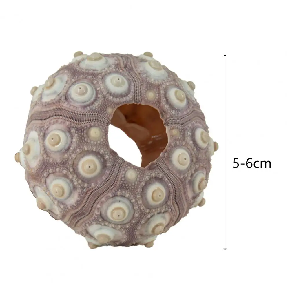 5cm-6cm Sea Shell Conch Ornament DIY Home Decoration Birthday Gift Air Shells Beach Urchins Succulent Aquarium Fish Tank Decor natural shell ornaments resin starfish ornaments
