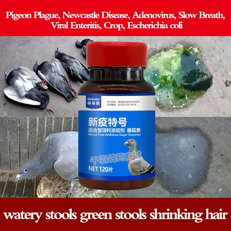 

Pigeon racing pigeons Newcastle disease adenovirus clearing water and green stools special pigeons