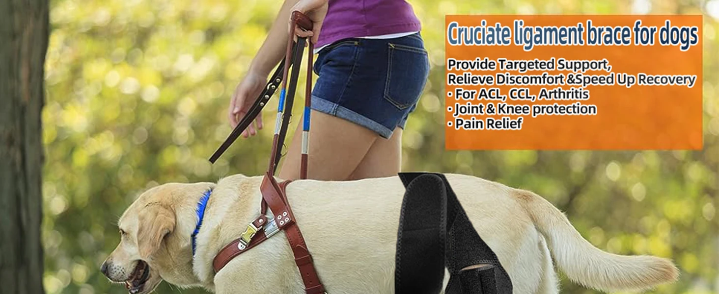 dog knee brace