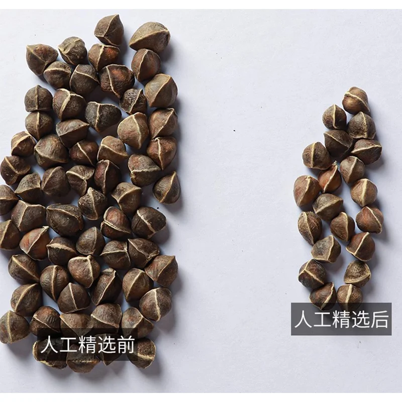 500g Authentic Large Fruit Moringa Seeds Are Suitable For High Work Pressure, Staying Up Late, And High Blood Sugar Levels