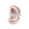 Adult Typodont Demonstration Denture Model Standard Teeth Model Dentistry Lab Material for Teaching Learning Clinic Instrument 6