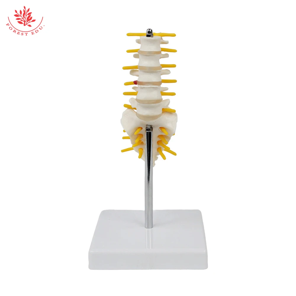 Lumbar Spine Model Mini Size Human Vertebrae with Sacrum&Coccyx and Tail Bone Medical Science For Anatomical Teaching