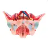 Disassembled Female Pelvis Anatomy Model Lab Supplies (1: Size) 6