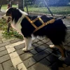 High Quality Big Dog Sledge Harness Skiing Running Pet Harnesses for Medium Large Dogs Alaska Hound Bulldog mascotas Accessories 5