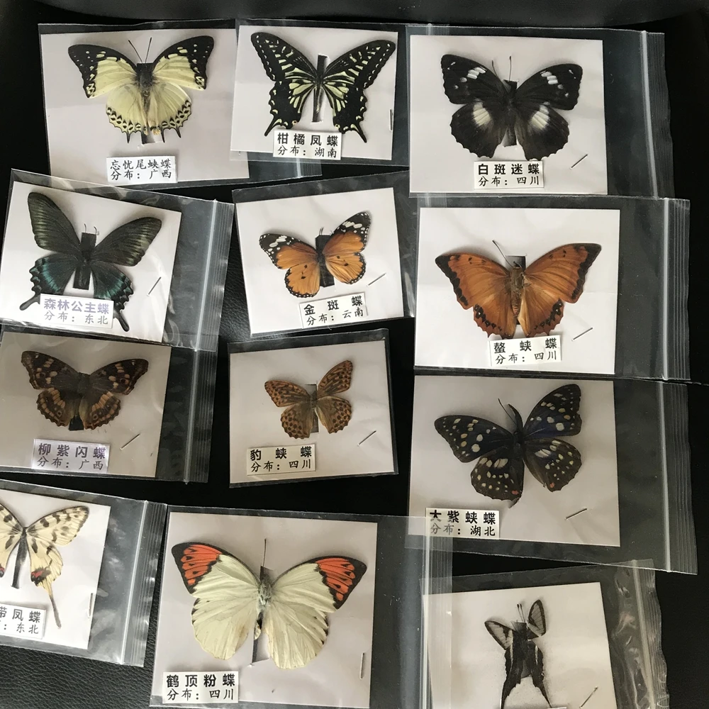 Natural Real Beautiful Butterfly Specimens for Hobbies DIY Photo Frame or Home Wall sticker DIY ect 4