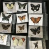 Natural Real Beautiful Butterfly Specimens for Hobbies DIY Photo Frame or Home Wall sticker DIY ect 4