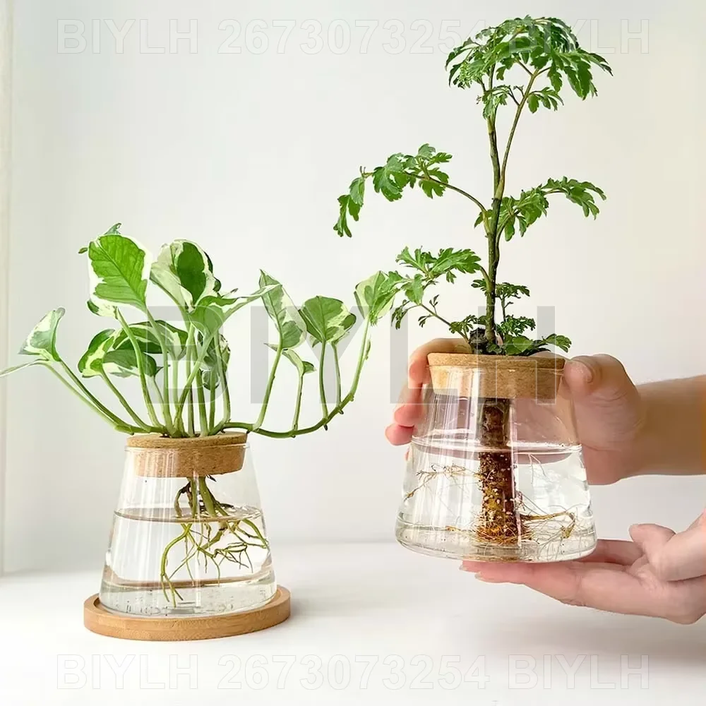 Hydroponic Glass Plant Vase 3