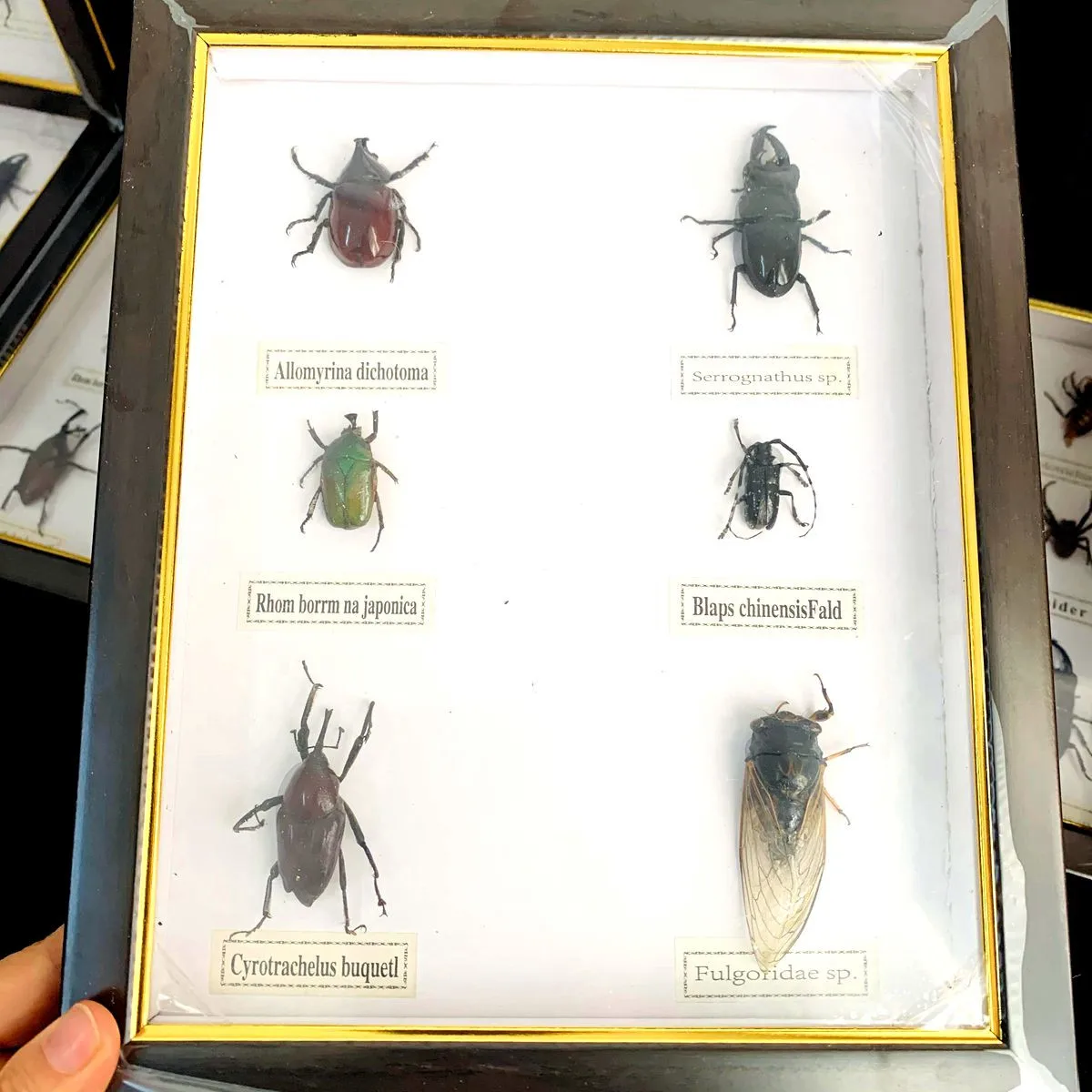 New real insect specimen transparent resin spider autumn beetle scorpion wasp with Photo frame 6