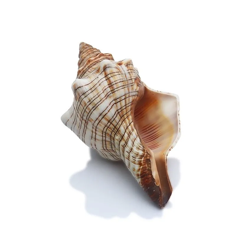 Natural Winding Shells Trapezium Horse Conch Decor Fish Tank Aquarium Wedding Decoration Micro-landscape Specimens Crafts Beach