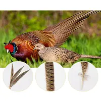 25-30cm Pheasant Tail Feathers 10Pcs 6
