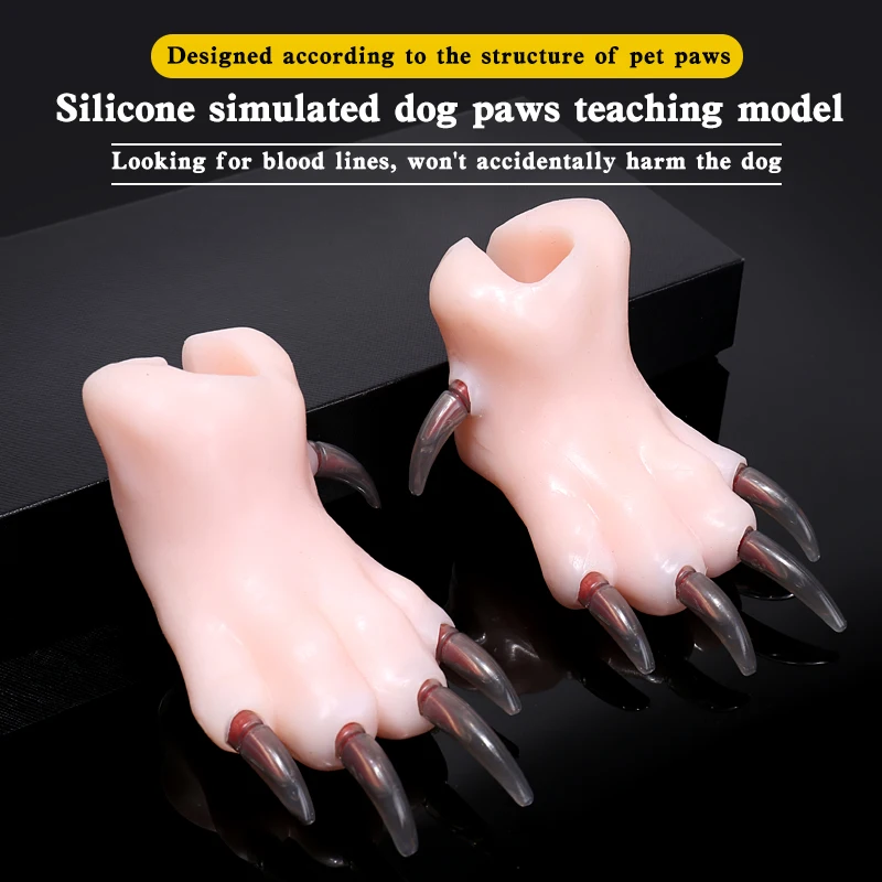 Dog foot model! Dog Paw Highpoly Sculpt 3D Model - TurboSquid 1807855 main image 2