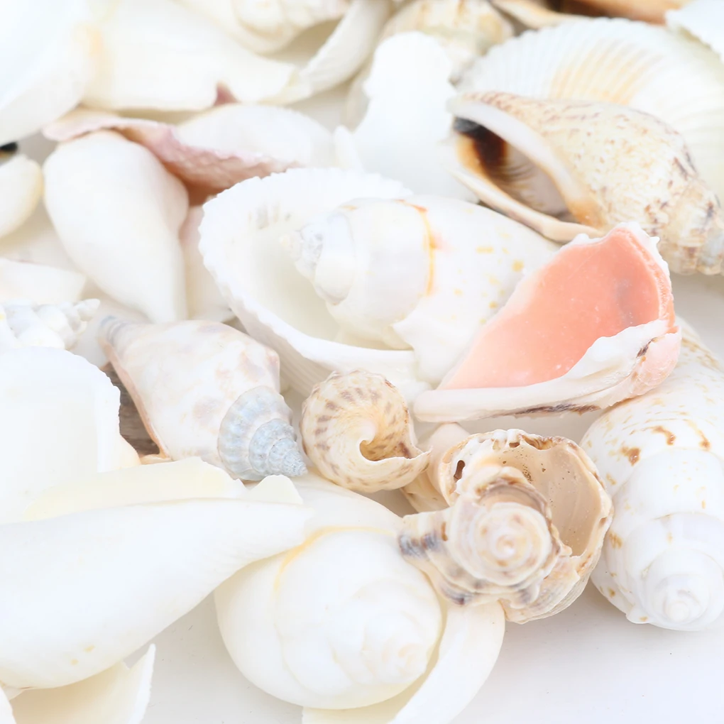 Natural Beach Shell Conch SeaShells for Aquarium Fish Tank Landscaping Decoration 200g/pack natural shell ornaments
