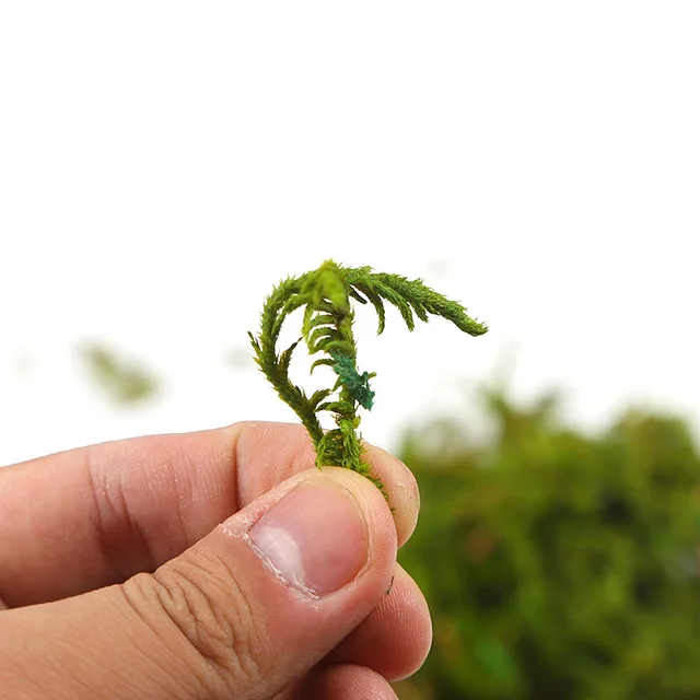 30g/bag 60g/bag Building model materials,green moss, turf, microscape, handmade DIY materials, home decor. miniatures 6