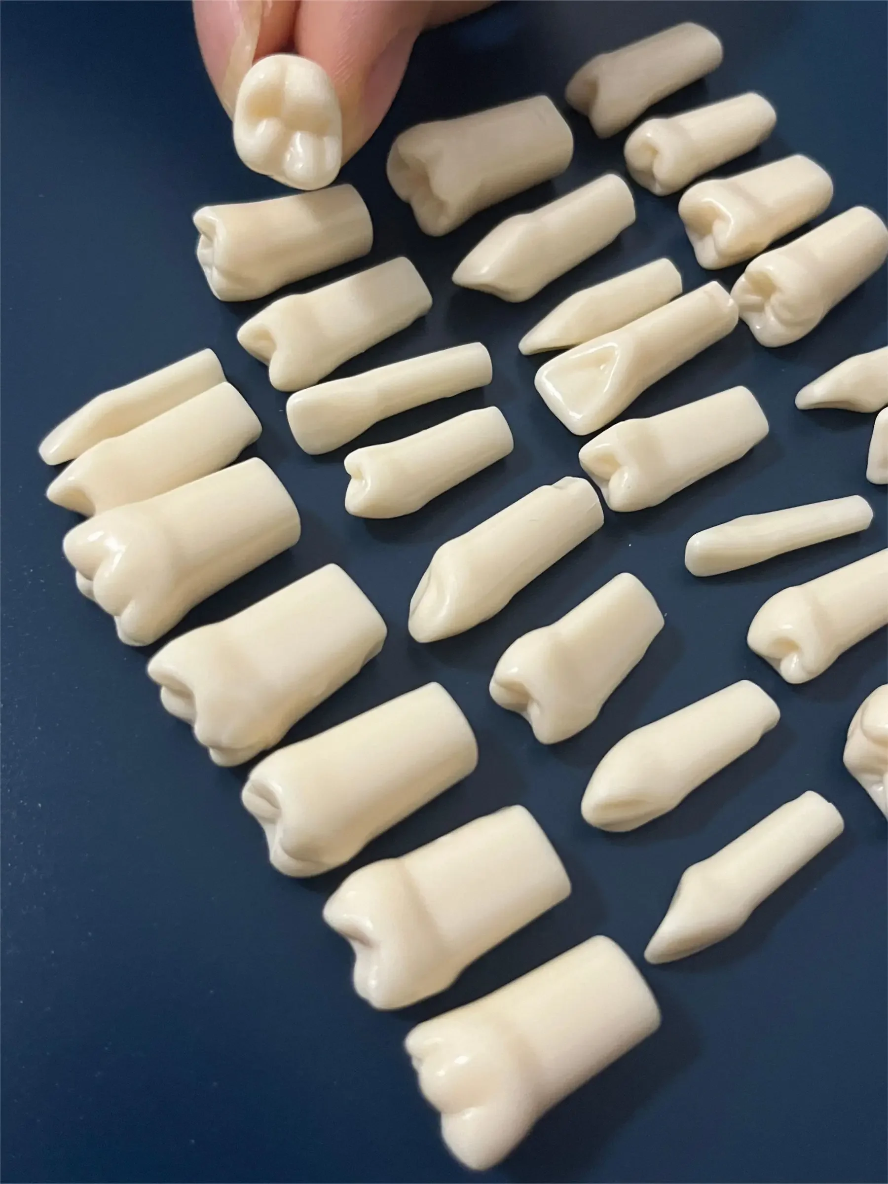 Dental Typodont Teeth Model Removable Individual Screw-in Resin Denture Practice Tooth for Nissin Dentist Teaching Accessories