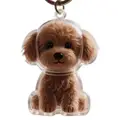 Teddy