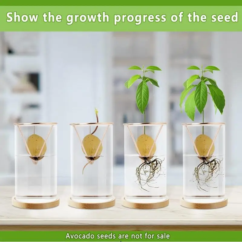 Avocado Tree Starter Vase Avocado Tree Growing Kit 3 Pieces Wooden Base Starter Vase Glass Propagation Plant Pot Sprout Growing 4