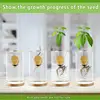 Avocado Tree Starter Vase Avocado Tree Growing Kit 3 Pieces Wooden Base Starter Vase Glass Propagation Plant Pot Sprout Growing 4