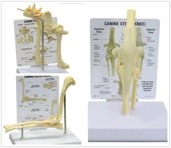 Canine Skeleton Anatomy Model 1