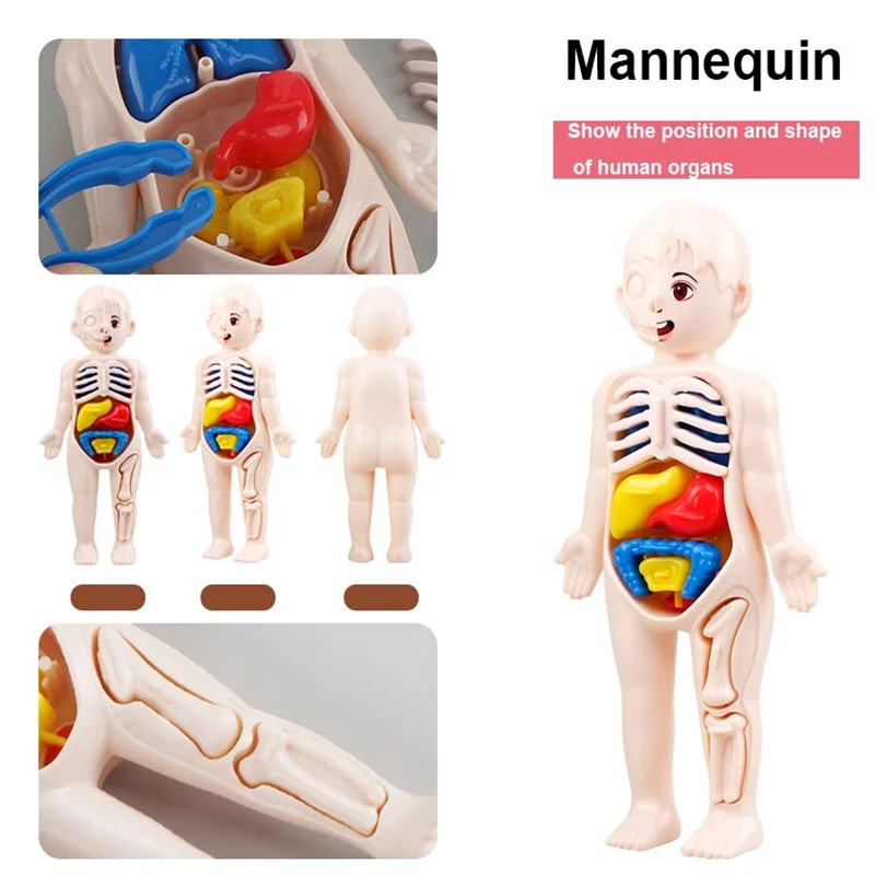 13Pcs Set Montessori Toys Children Science Education Human Body Organ Anatomy Model DIY Assembled Medical Toys Teaching Tools 5