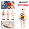 13Pcs Set Montessori Toys Children Science Education Human Body Organ Anatomy Model DIY Assembled Medical Toys Teaching Tools 5