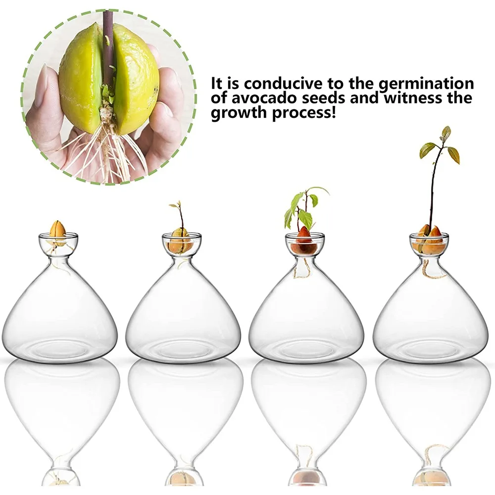 Transparent Glass Vase Avocado Seed Starter Vase Seed Growing Kit