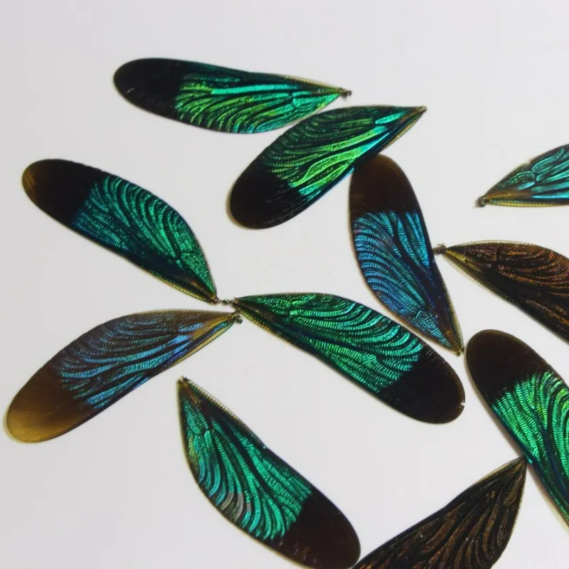 Neurobasis Chinensis Linnaeus Real Dragonfly Wing Specimen Diy Material Jewelry Crafts Arts and Crafts Supplies Diy