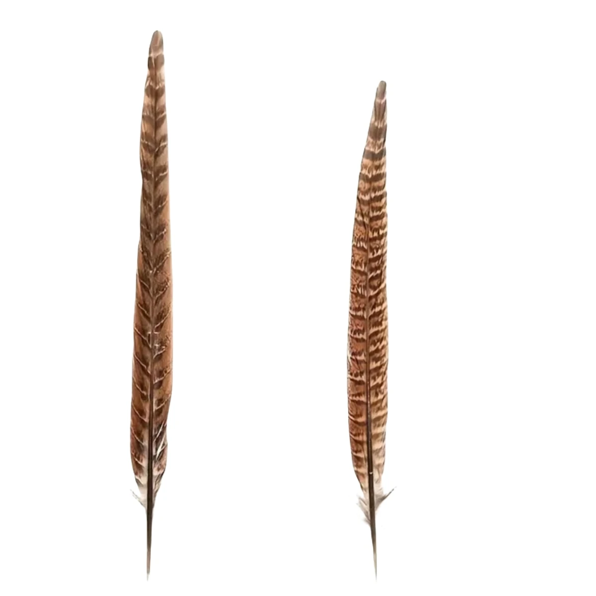 Natural Pheasant Feathers 10pcs Female Tail Feathers pheasant feathers natural feathers