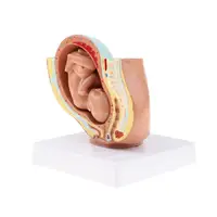 9th Month Baby Fetus/Foetus  Model Embryonic Development 1