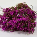  purple  5g