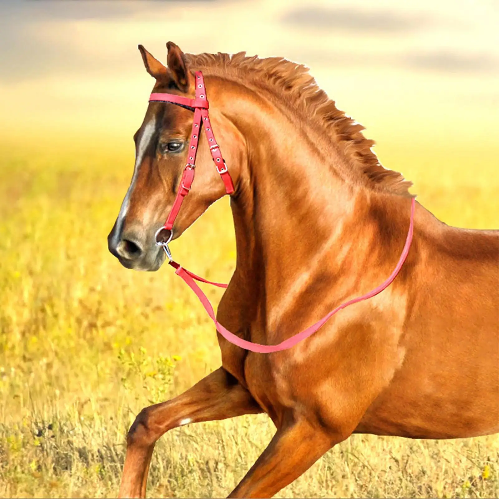 Horse Bridle Adjustable Snaffle Noseband Nylon Equine Noseband Reins for Women Men Soft Lined Trail Riding Equestrian Supplies