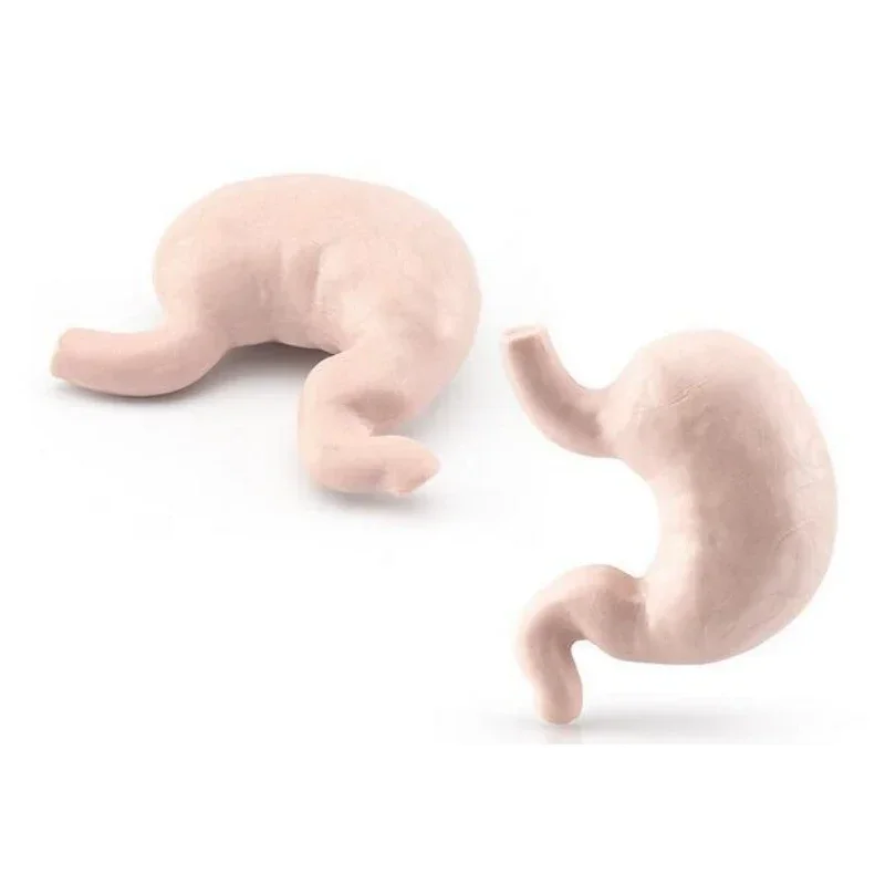 Body Organ Miniature Anatomy Organs Model Education Montessori Toy Kiddie Boy Girl Collection Figurines 8PCS 4