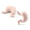Body Organ Miniature Anatomy Organs Model Education Montessori Toy Kiddie Boy Girl Collection Figurines 8PCS 4