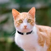 Personalized Engraved Cat Collar Leather Safety Breakaway Collars Adjustable Custom Kitten Necklace With Bell Anti-lost Pet Cats 6