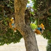 Solar Courtyard Miner Rabbit Squirrel Light Wall Garden Outside Garden Landscape Climbing Tree Hanging Sculpture Decoration 5