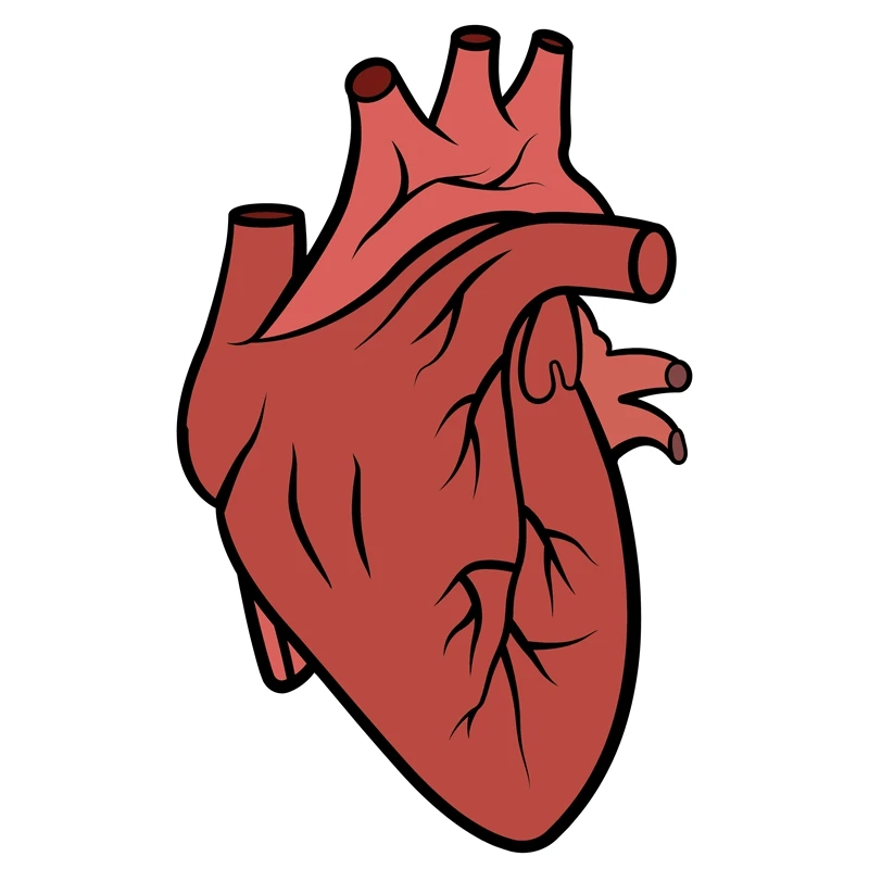 2023 Anatomical Heart Diagram Retractable Badge Reel, Telemetry Cardiology  Nurse Badge Holder, Monitor Tech Nursing