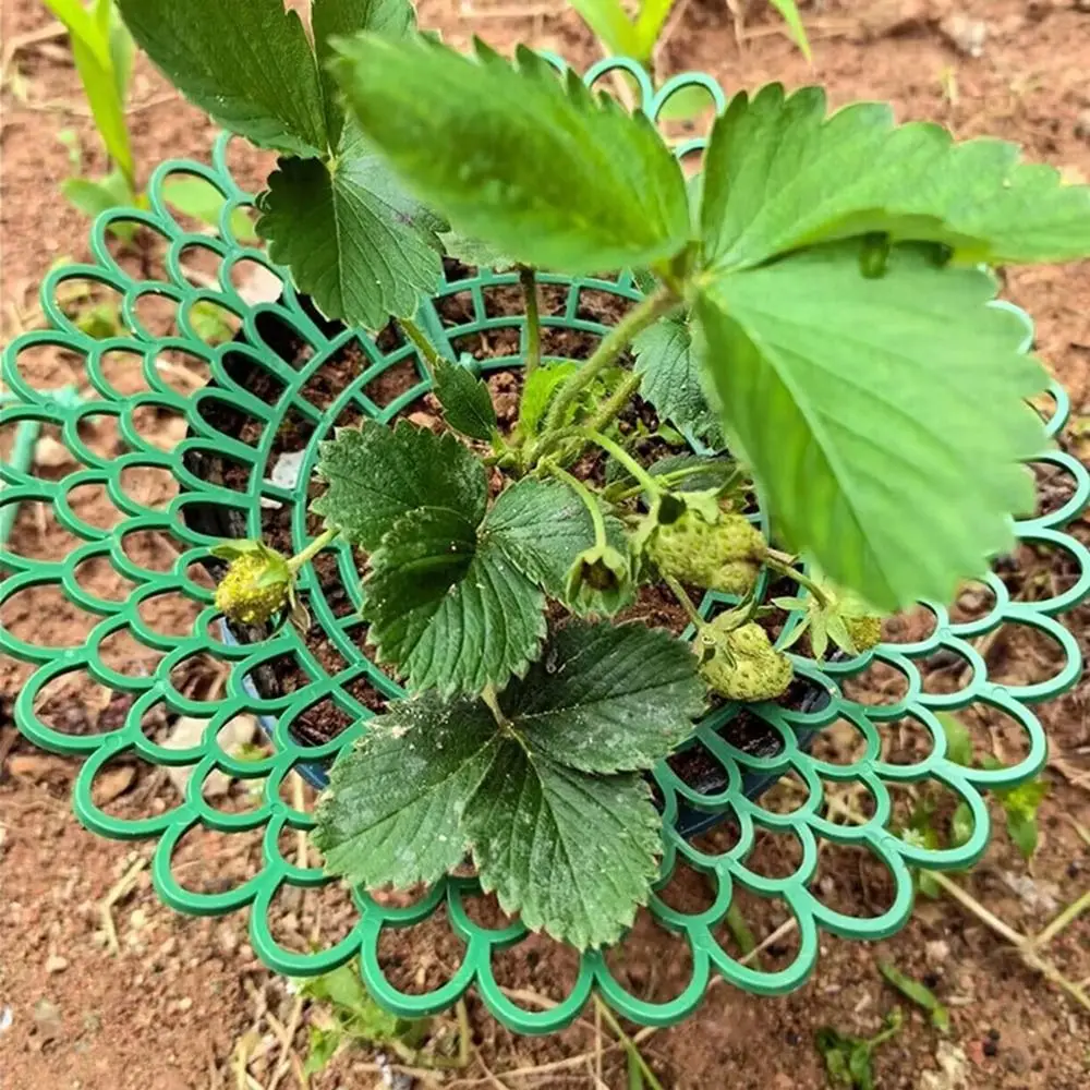Supporti per Piante di Fragole con 3 Gambe Resistenti - immagine 3