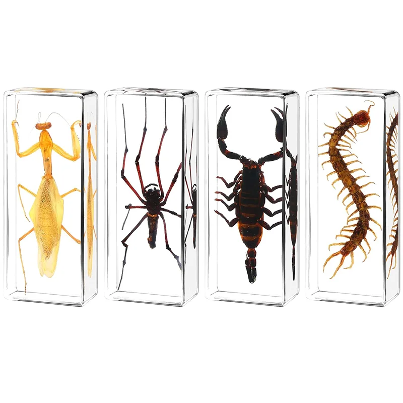 Large Size Insect in Resin Specimen Bugs Taxidermy Collection Resin Preserved Specimen Set for Science, Education Desk Ornament 1