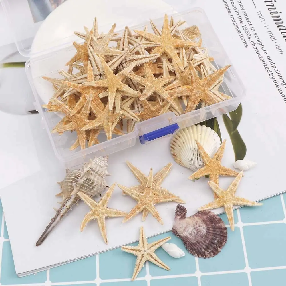 1-5CM Natural Starfish Seashell Coquillage Decoration 20/50/100PCS Boxed Aquarium Decoration Ornament Accessories