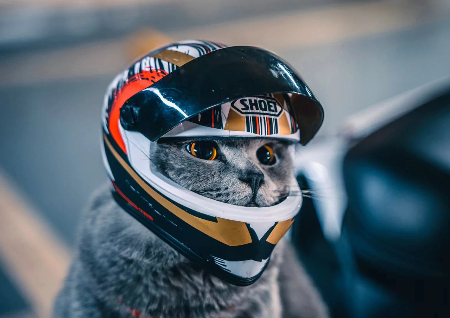 Casco de gato para mascotas, protector de cabeza de perro, sombrero de seguridad para exteriores, casco de motocicleta decorativo, accesorios para de | AliExpress