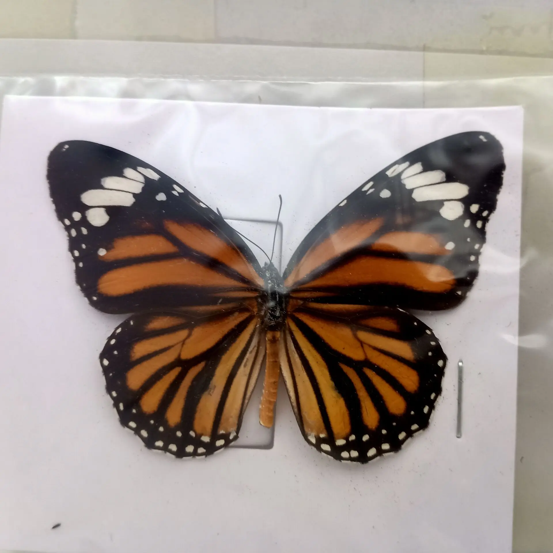 16 Kinds of natural butterfly specimens not installed art materials color mixed Le Papillon home decoration DIY 